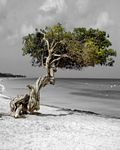 pic for Beach Tree